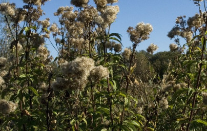 Konopáč (Eupatorium cannabinum) Konopáč (Eupatorium cannabinum)